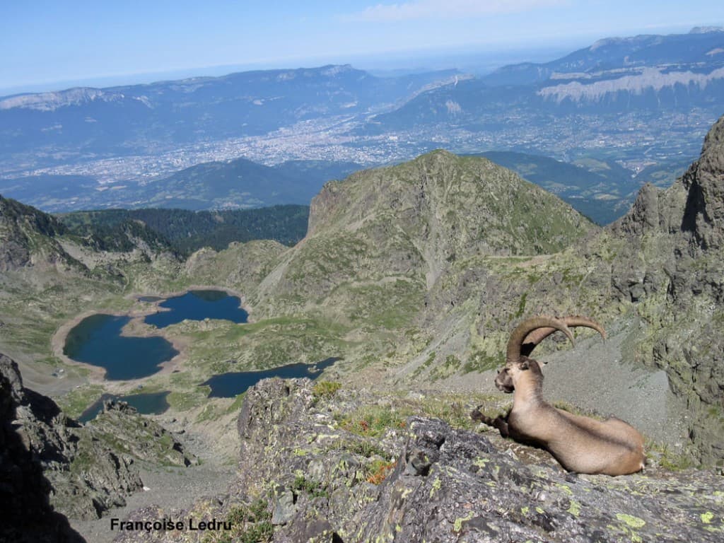 Bouquetins contemplant le paysage