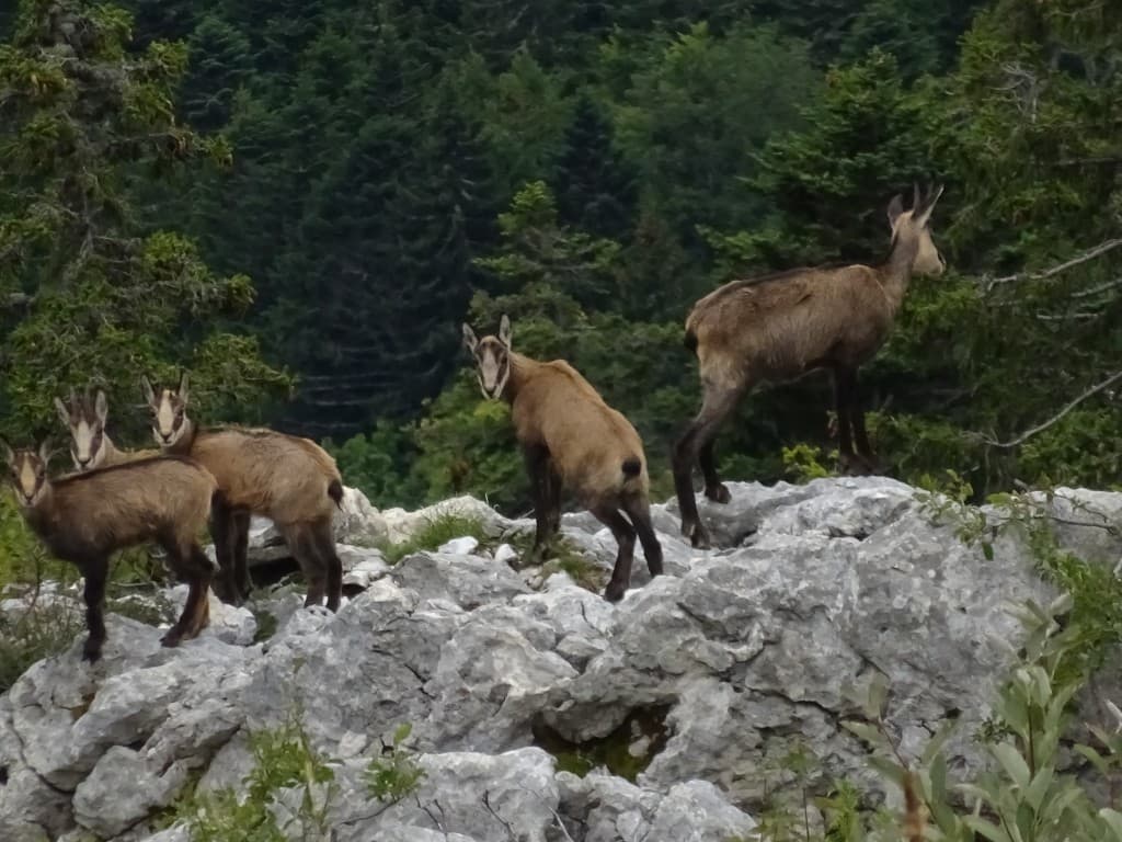 chamois chartreuse  vers le charmant som