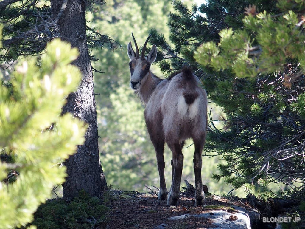 Chamois de la Dent de Crolles