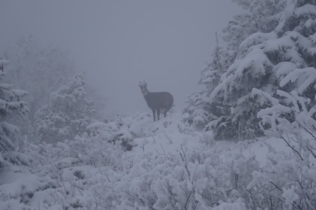 Chamois vercors le moucherotte