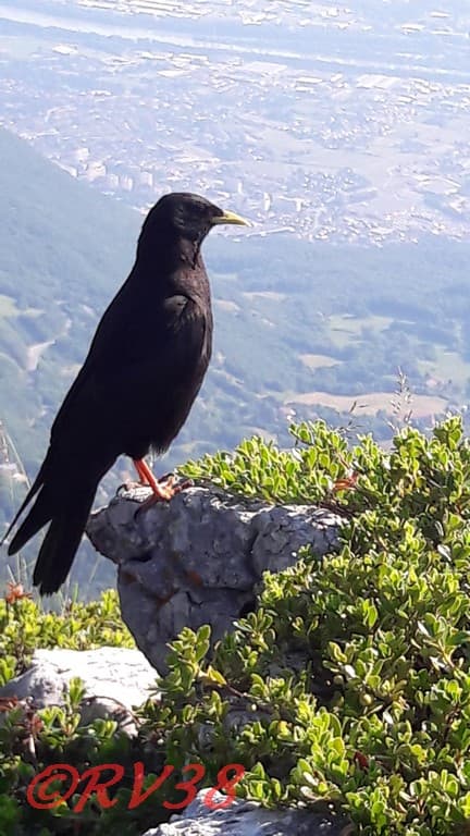 Chocard du Moucherotte