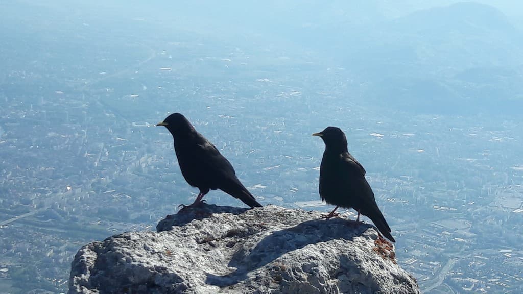 Chocards avec vue sur Grenoble