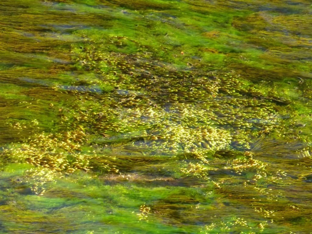 chute du Chassezac