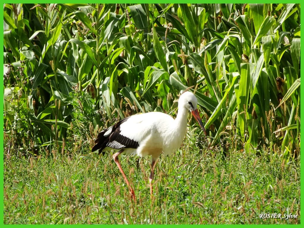 Cigogne en visite