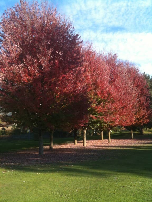 couleur d'automne