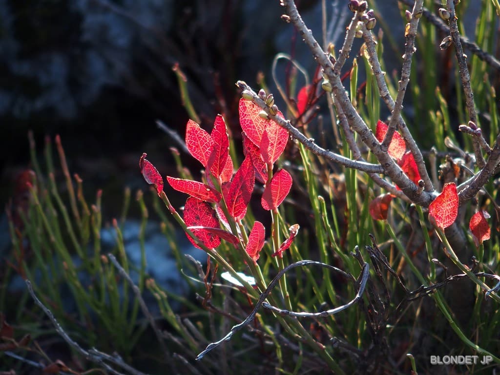 Dernières couleurs d'automne