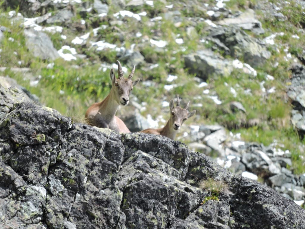 Etagne et son petit