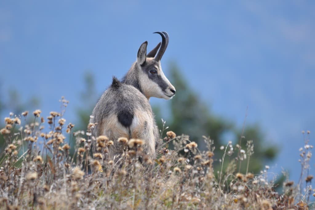 Faune en Chartreuse !!!!  mg