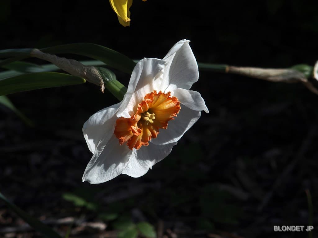 Fleur de printemps