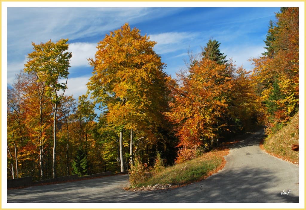 foret du Vercors aux couleurs d'automne