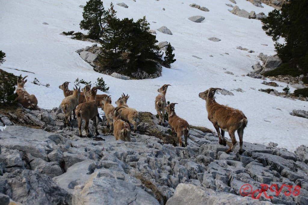 Groupe de bouquetins