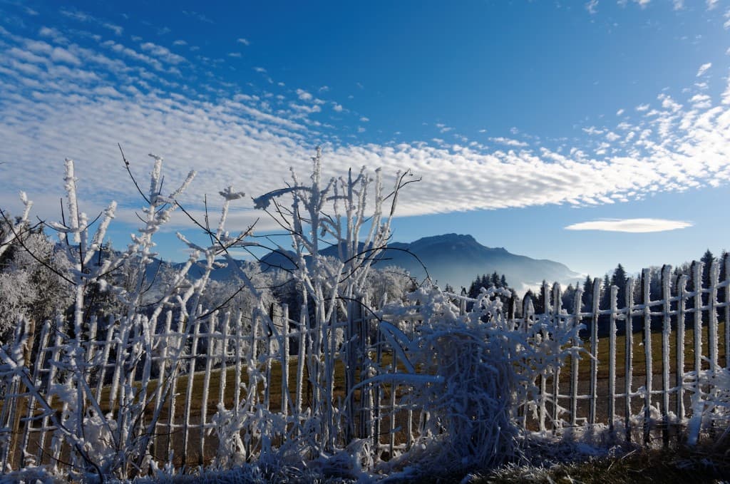 La Sure et le givre 