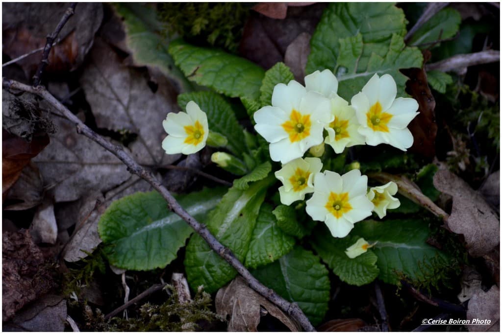 Le printemps arrive...