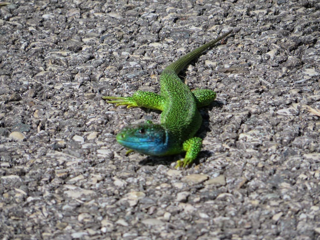 lézard vert très aventureux