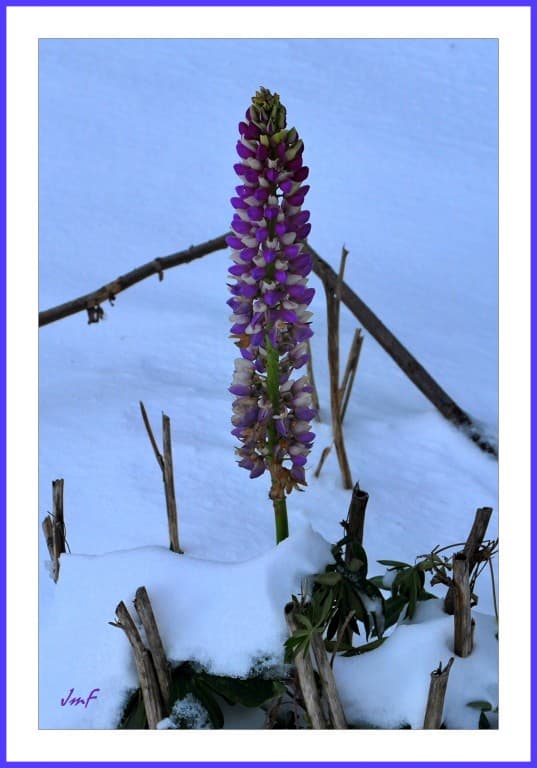 lupin dans la neige