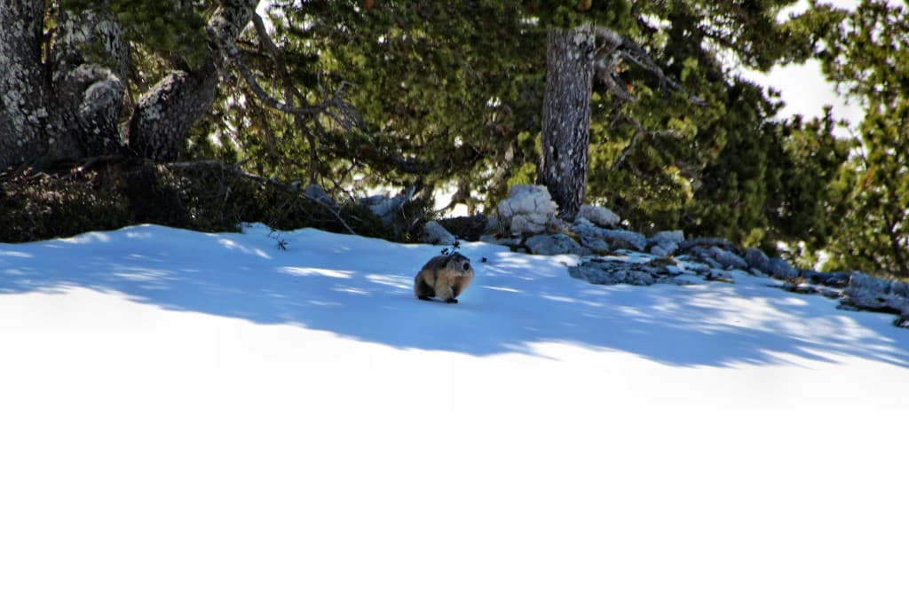 Marmotte à la Grande Moucherolle