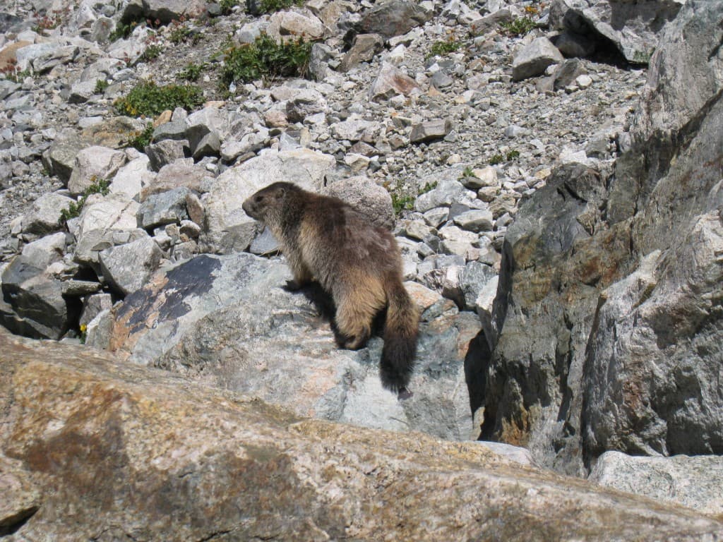 Marmotte au col de la Temple