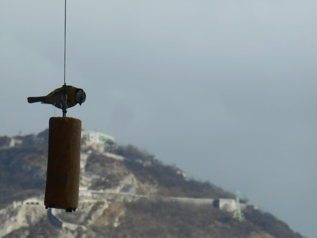 Mésange et Bastille 