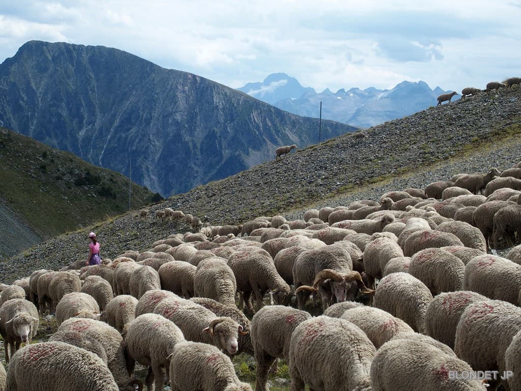 Moutons à la Croix de Chamrousse