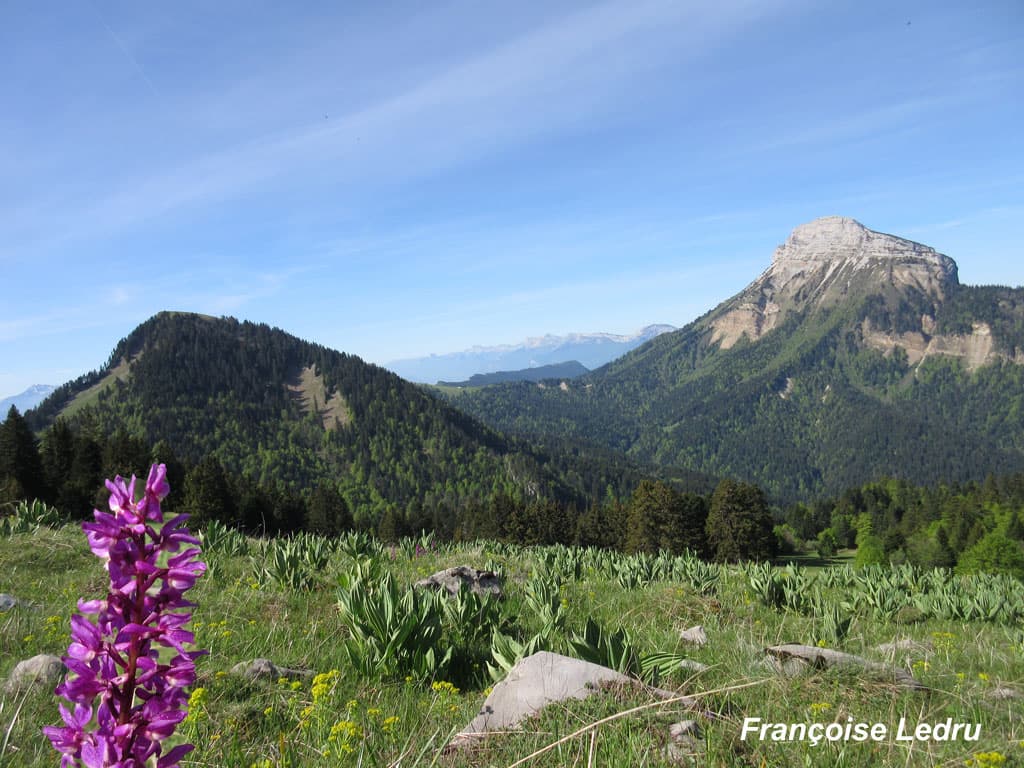 Printemps dans l'alpage du Pravouta