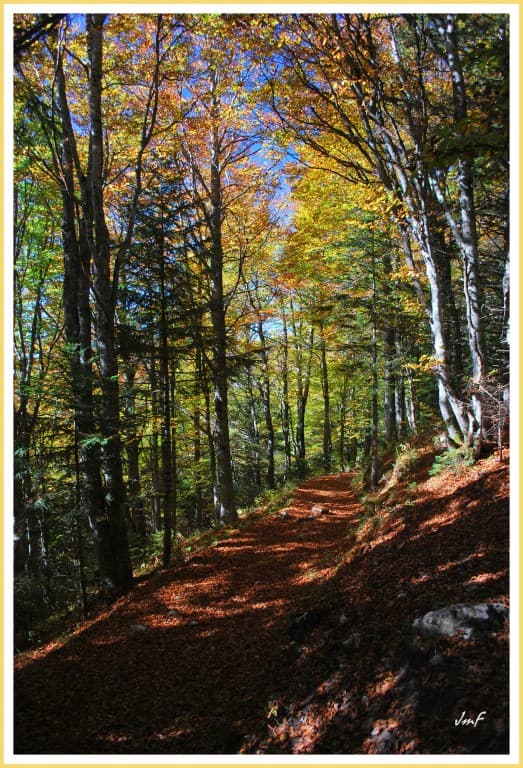 promenade en sous bois