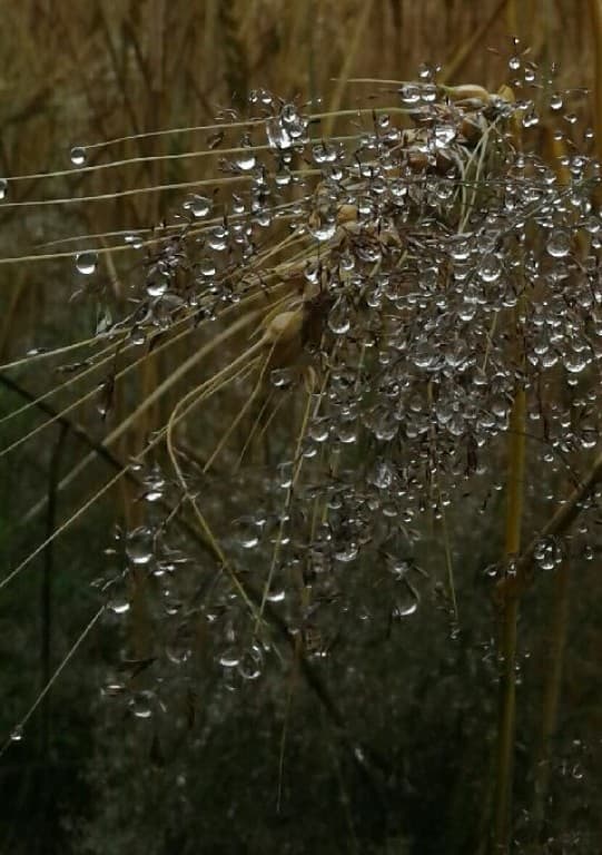 Rosée magique