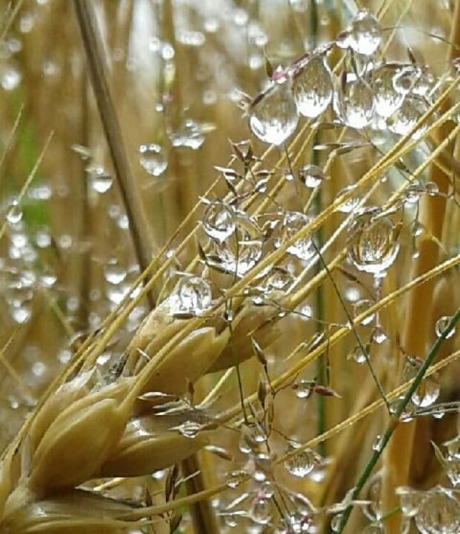 Rosée magique