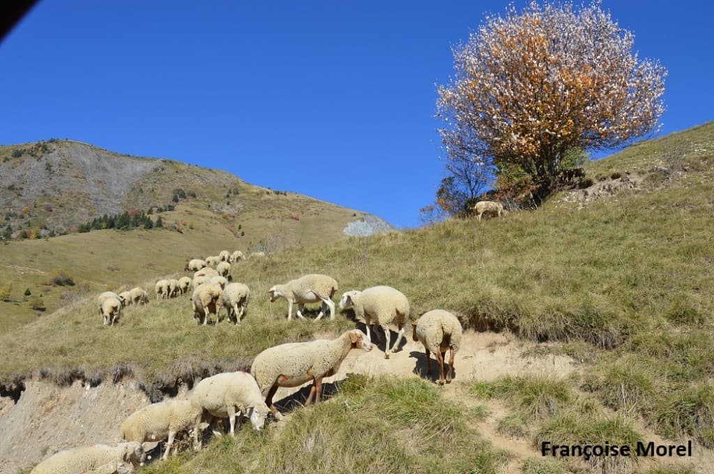 Troupeau de mouton