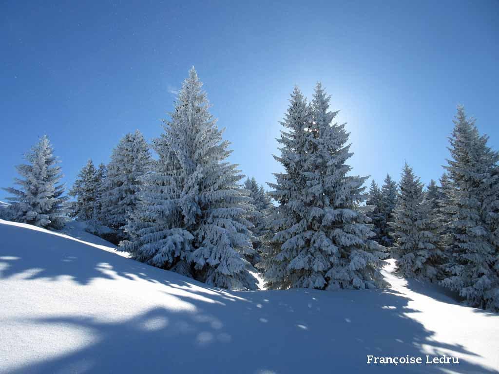 Arbres givrés