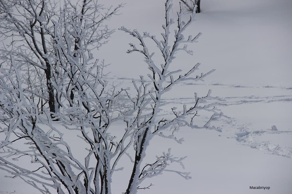arbuste sous la neige