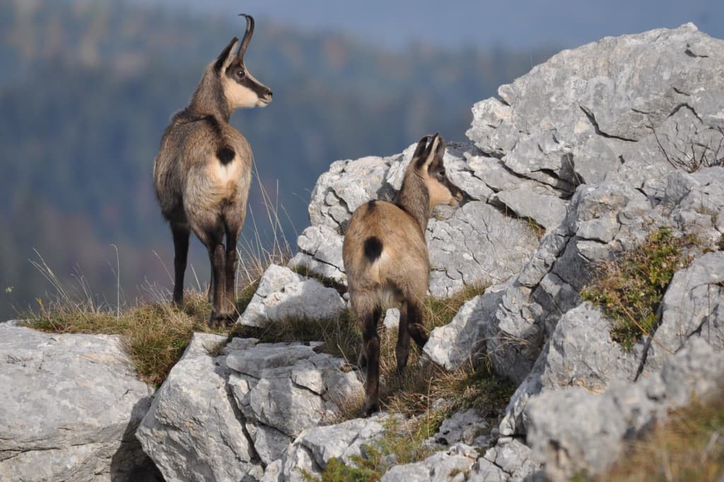 Belle faune montagnarde!!!!!