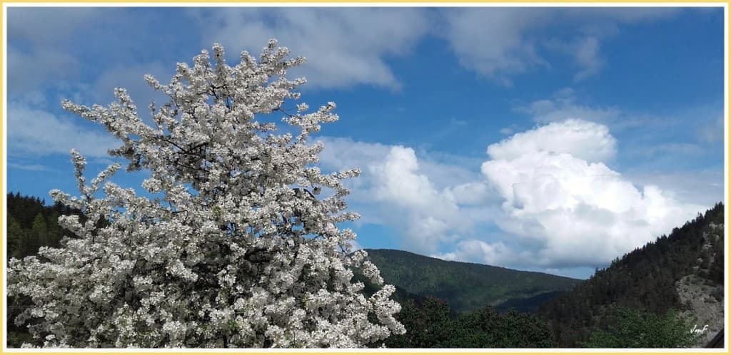 bourgeonnement