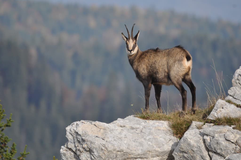 Chamois surveillant son domaine !