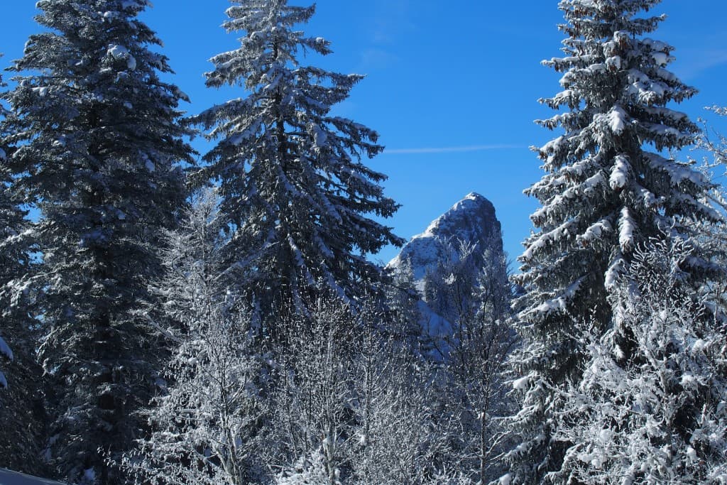 Chartreuse : la Pinea