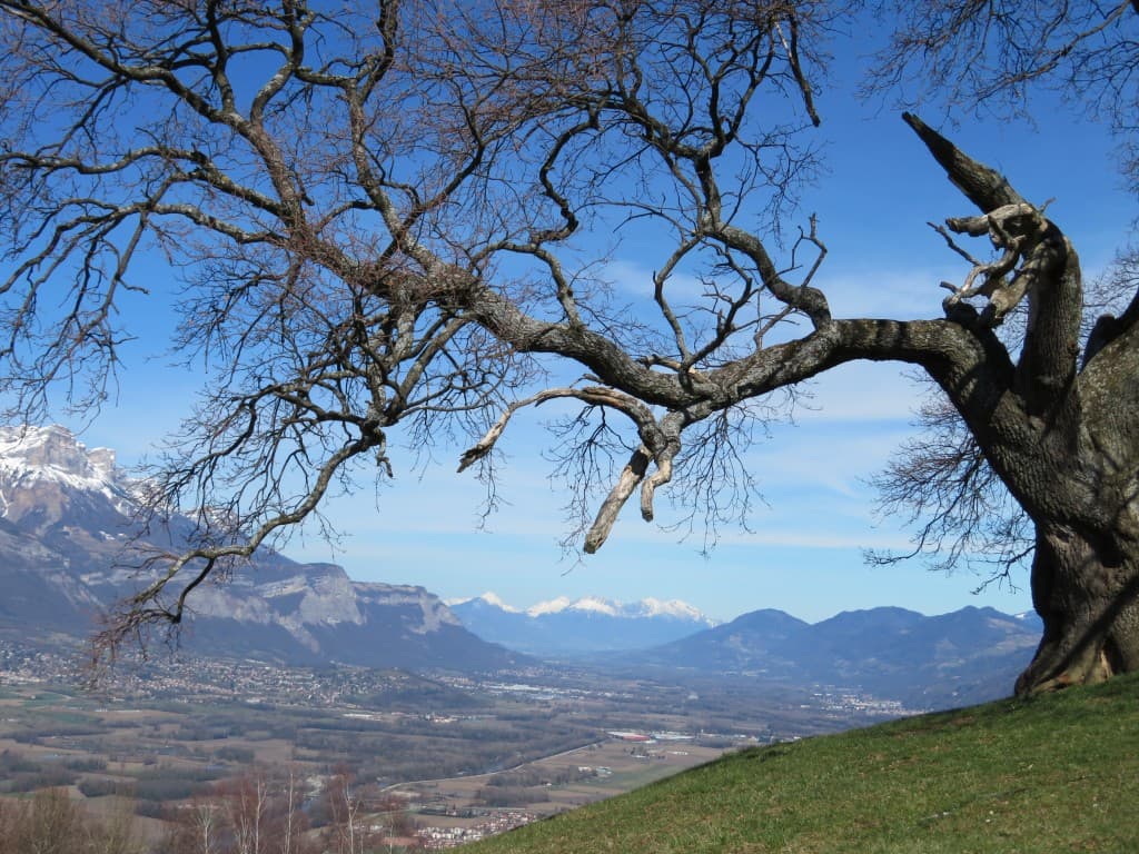chêne de Pressembois