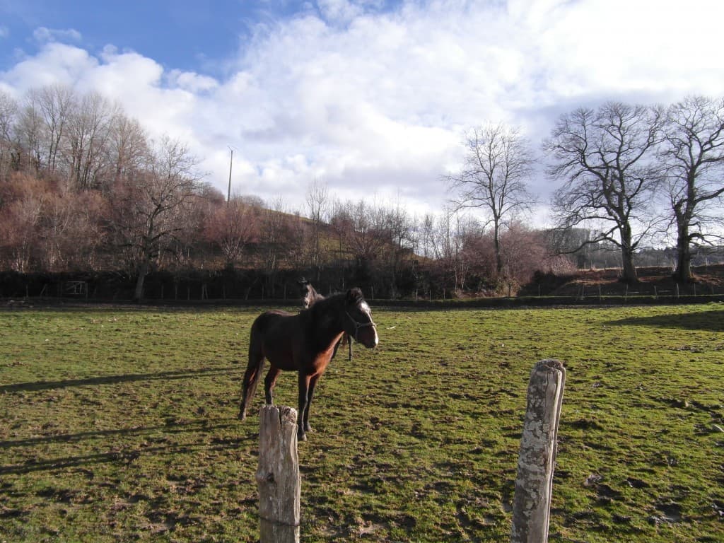 Chevaux dans les près à Merlas