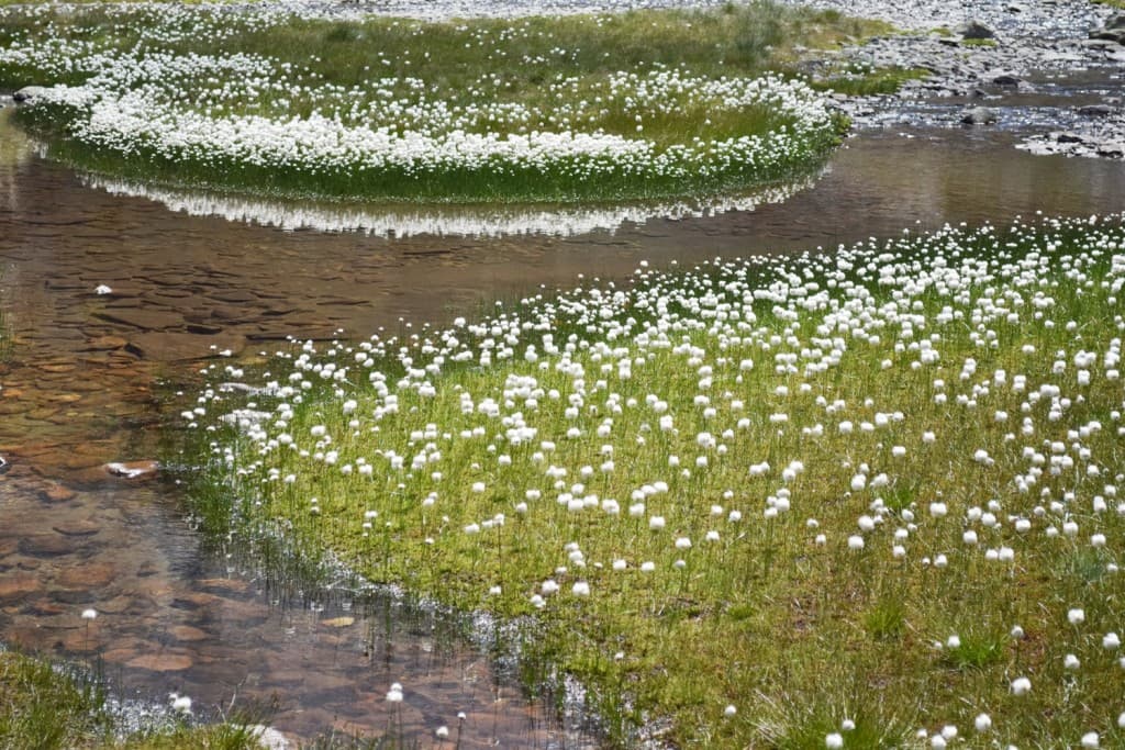 Des linaigresttes à foison