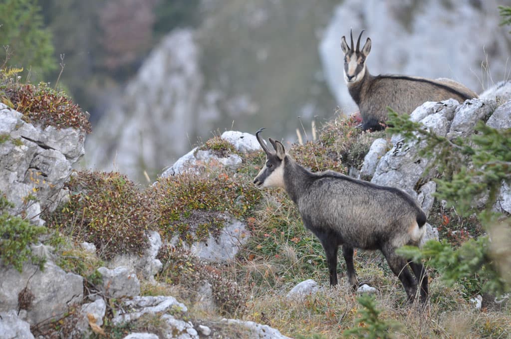 Faune de Chartreuse.