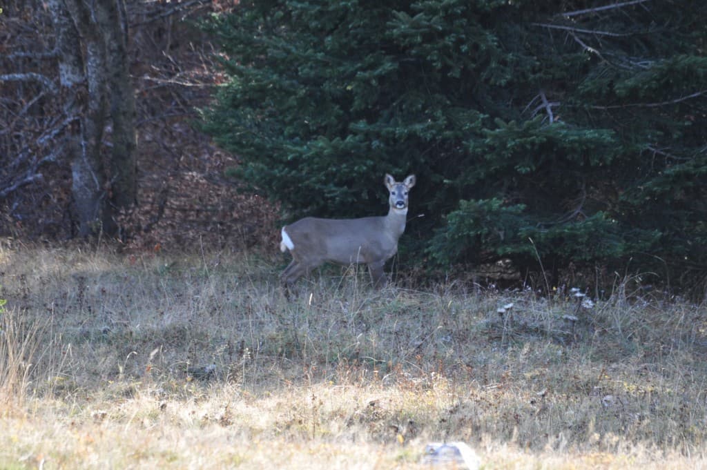 Faune de nos montagnes /