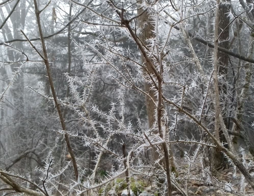 Givre sur le Saint Eynard