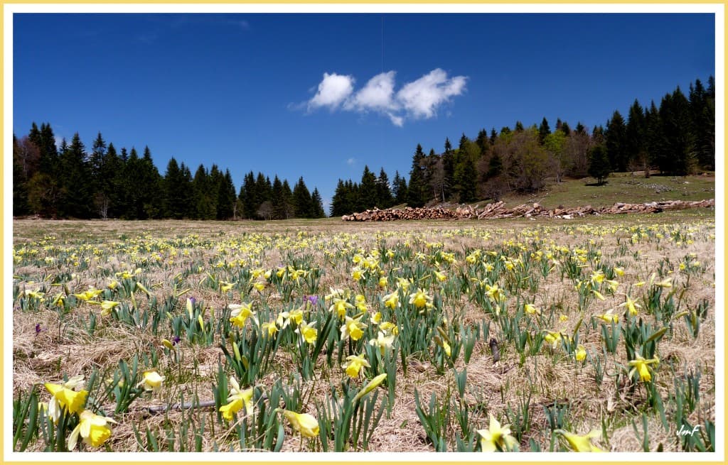 jonquilles à Château Julien