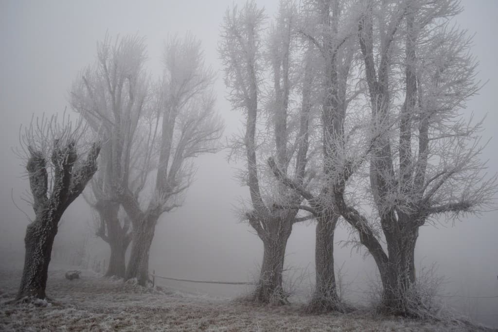 Là où ça givre...(vers 1100 m)