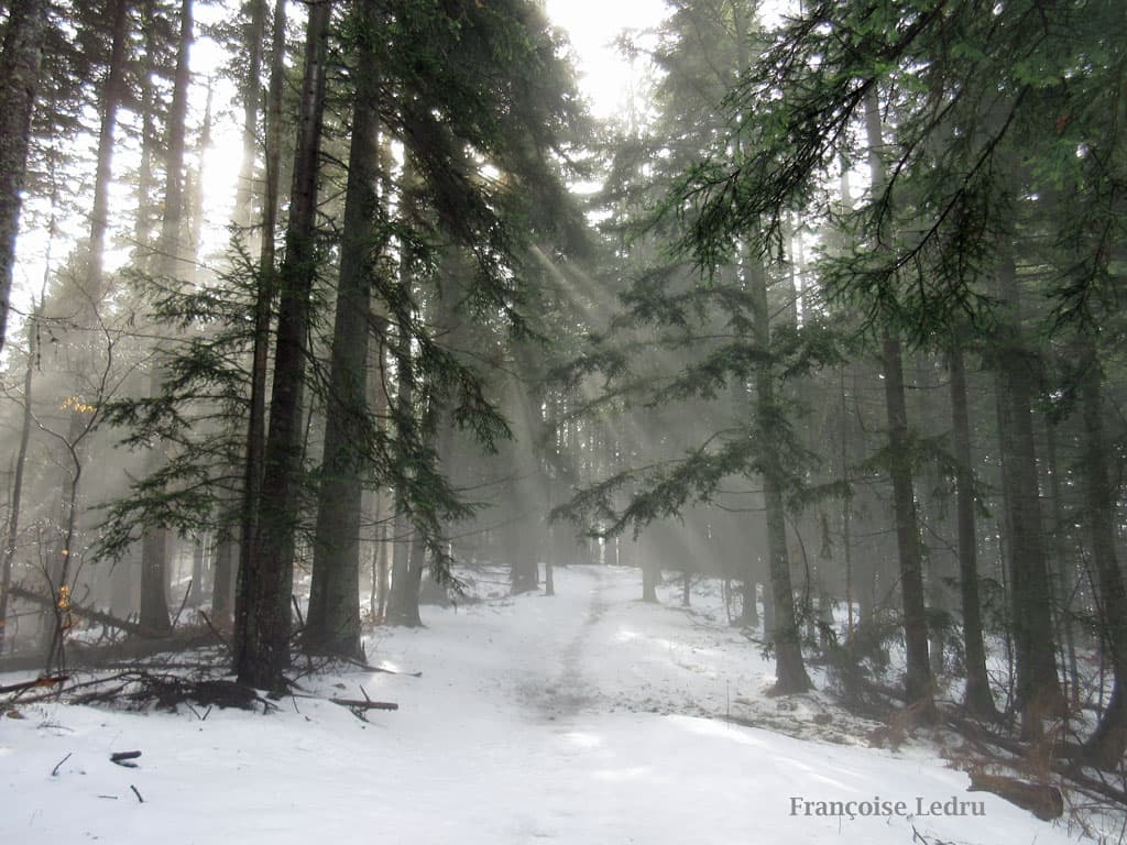 Le soleil percera-t-il le brouillard ?