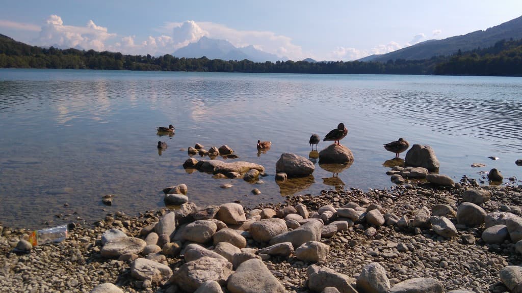 Les canards du lac Petichet