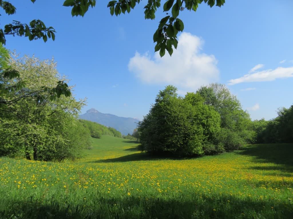 Les prairies 