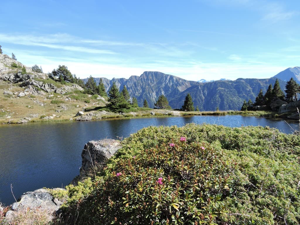 Les Rhododendrons refleurissent