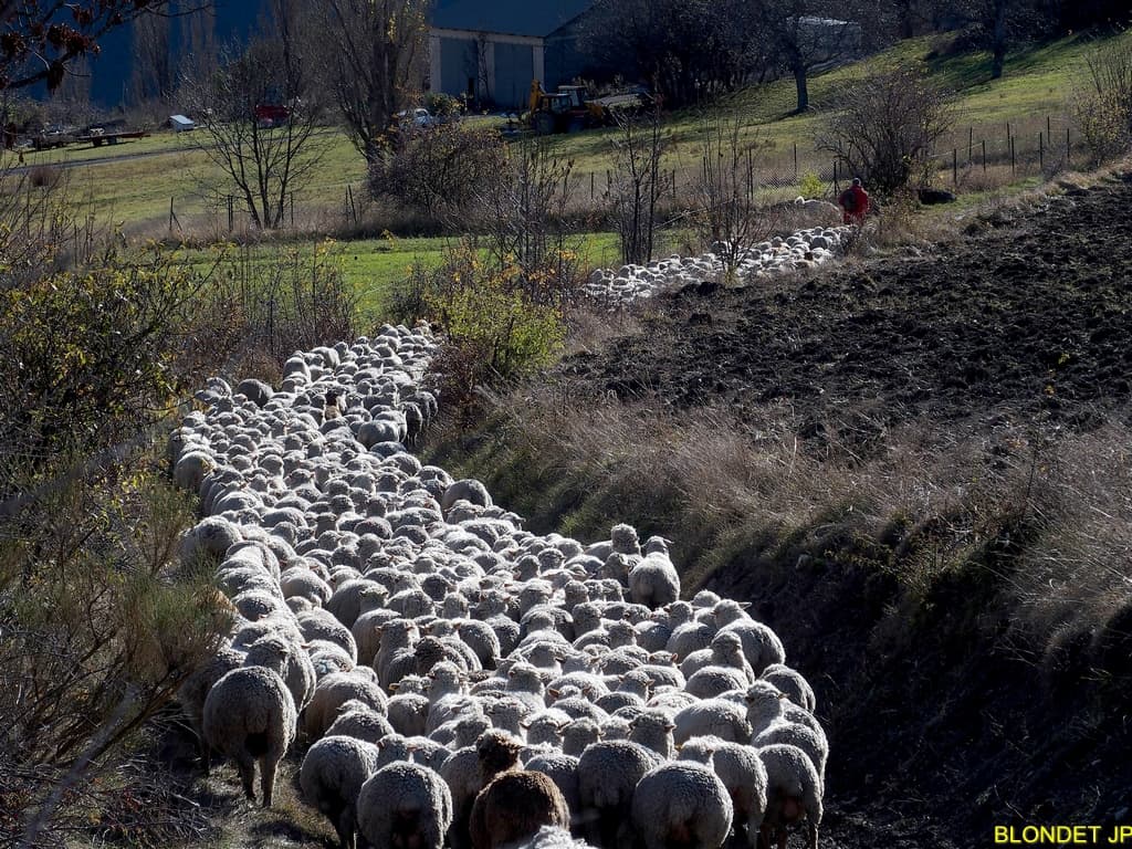 Moutons au col de la Selle