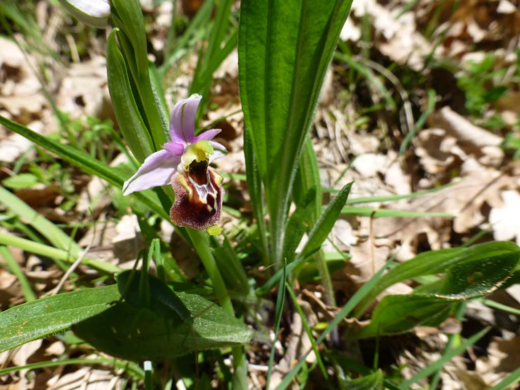 Ophrys