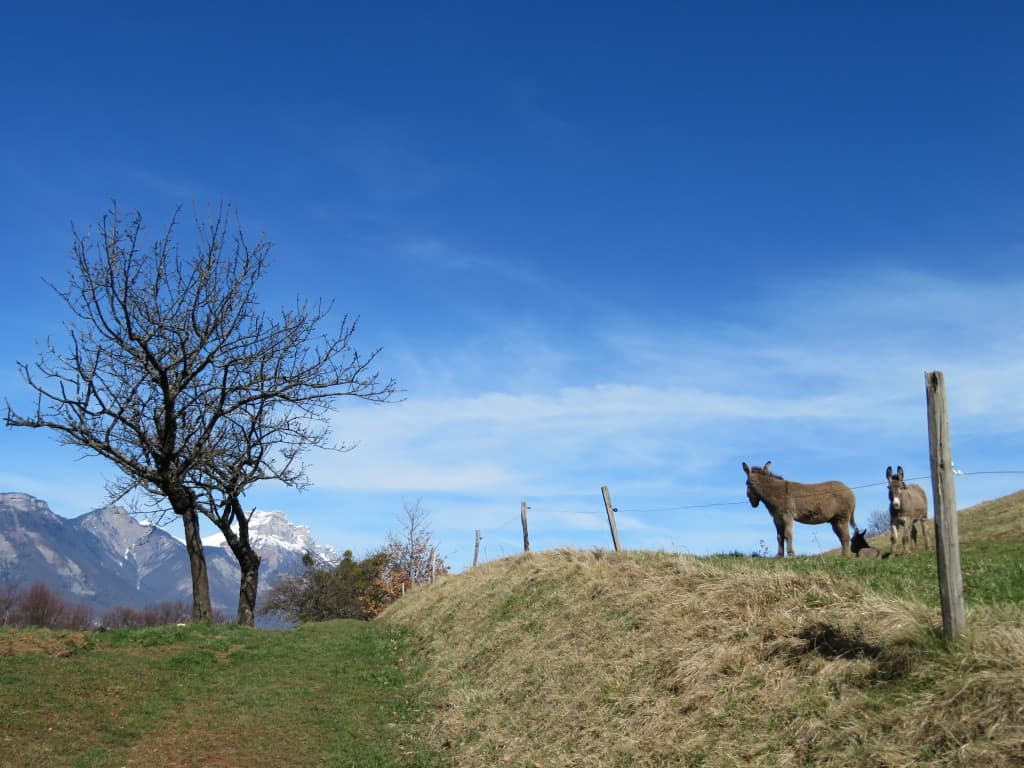 Pressembois