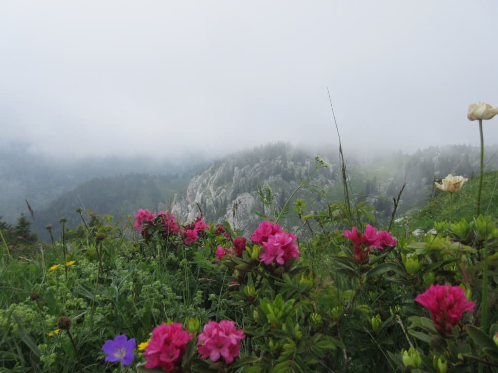 rhododendron sur Charmant Som